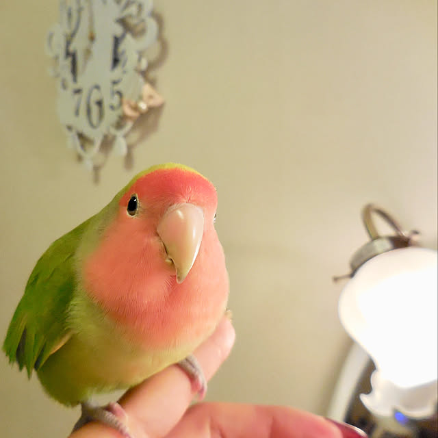 shino0721さんの実例写真