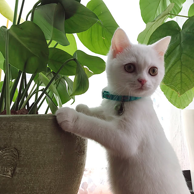 kotoriさんの実例写真