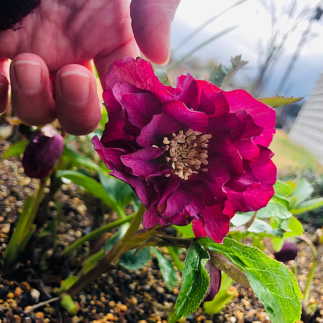 timmymamaさんの実例写真