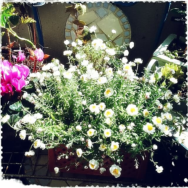 OBTERNIR88filerさんの実例写真