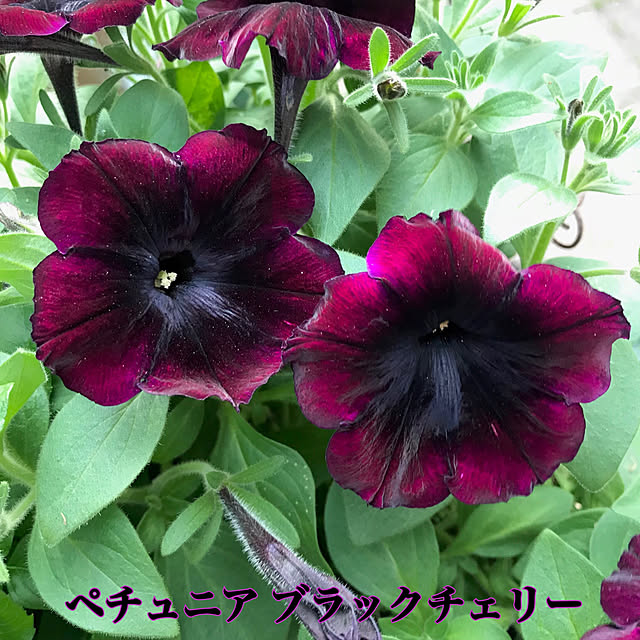 bibianさんの実例写真