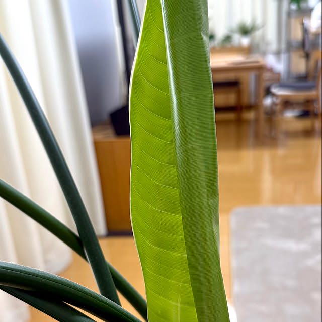 sakura-51さんの部屋