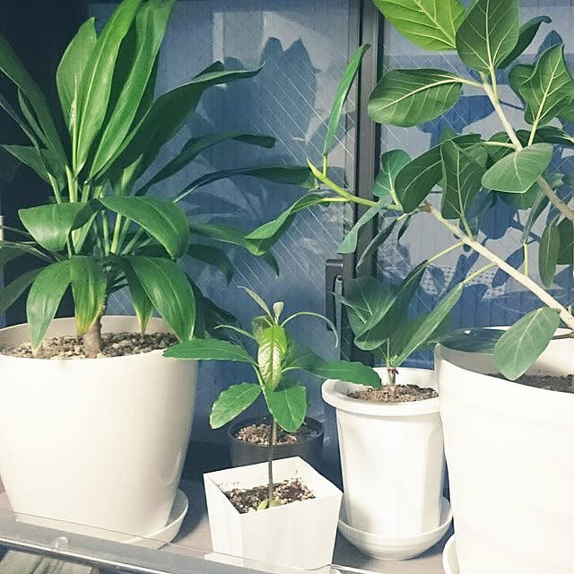 mayuko306さんの実例写真