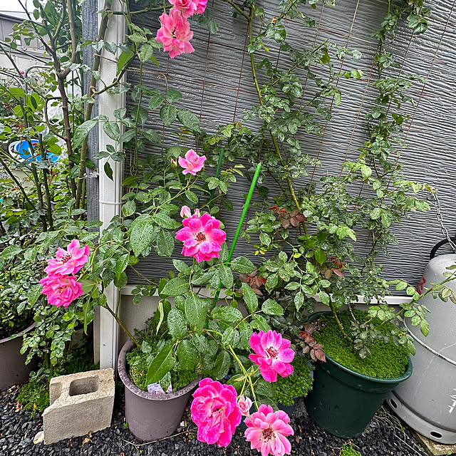 miruさんの部屋