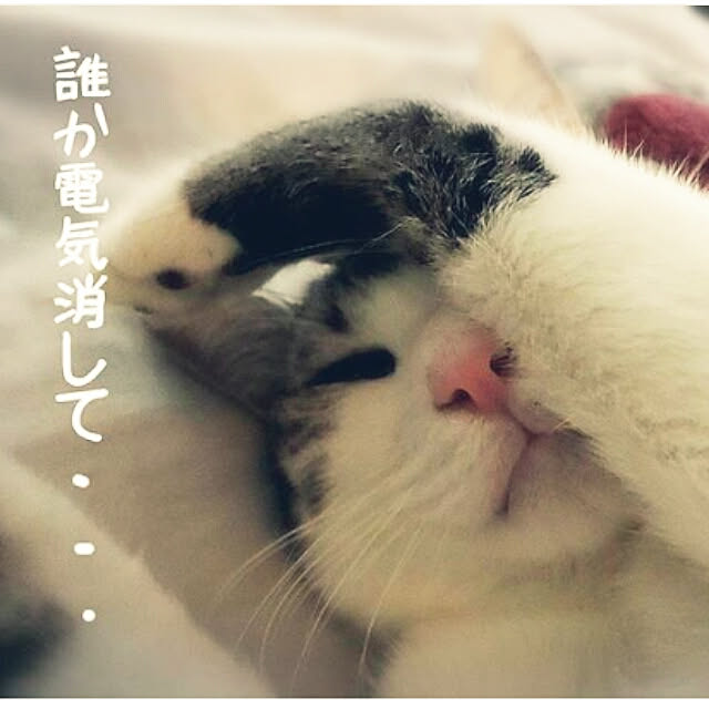 syungikuさんの実例写真