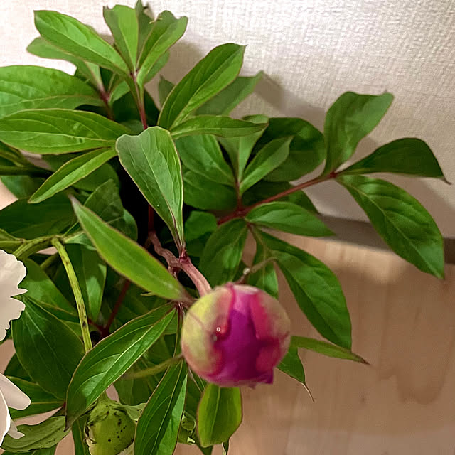 maminさんの部屋