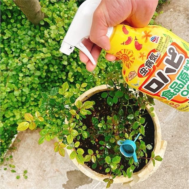 chisaさんの実例写真