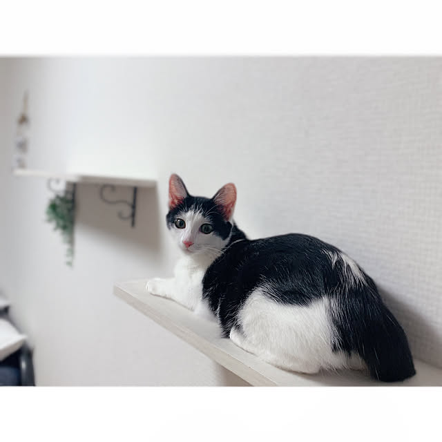 harukaさんの実例写真