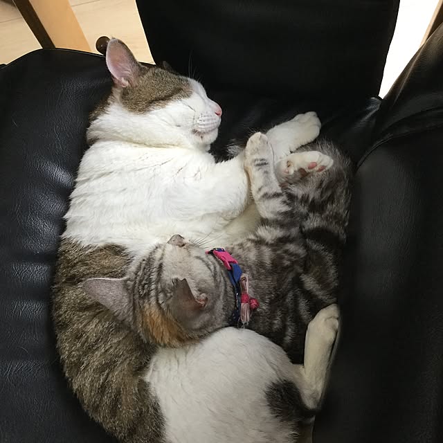 Norikoさんの実例写真