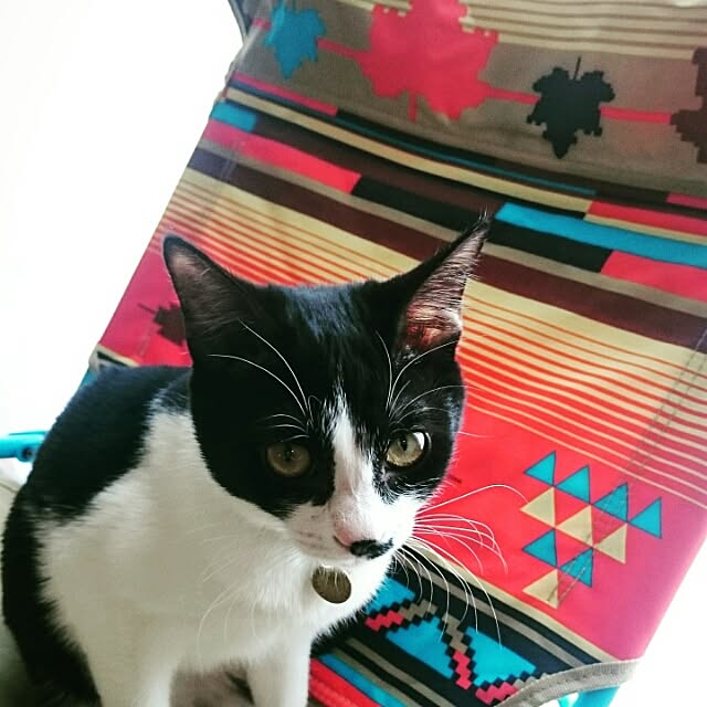 yoyoさんの実例写真