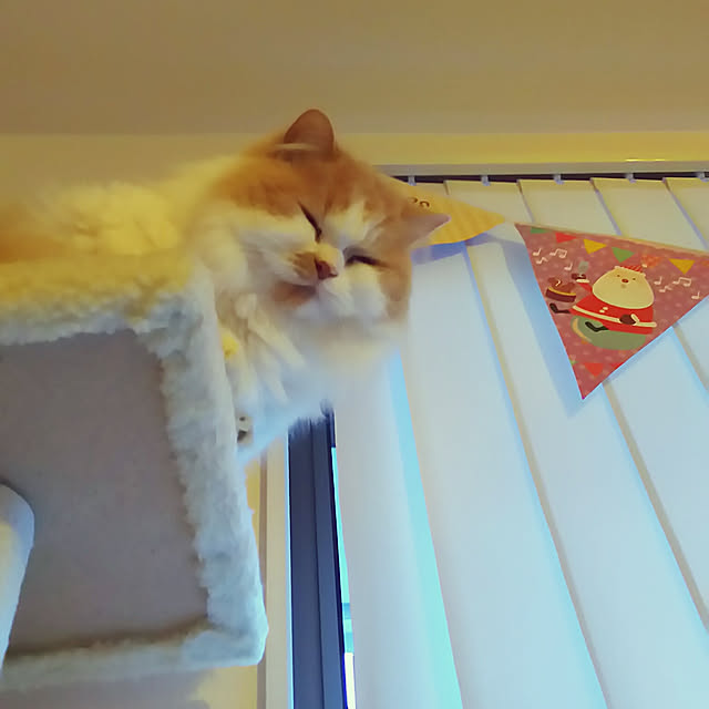 nonkoさんの実例写真