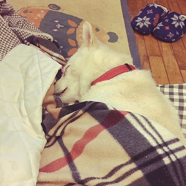 jewel-ynmさんの実例写真