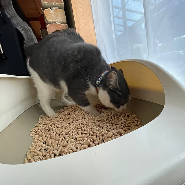 nekosamaさんの部屋