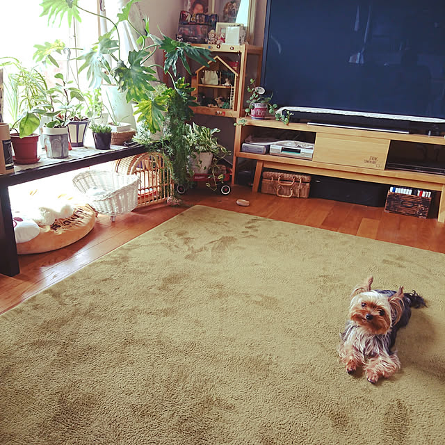 akiさんの実例写真