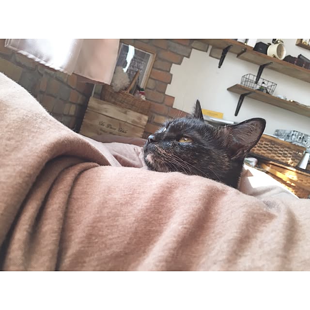 Ryoさんの実例写真
