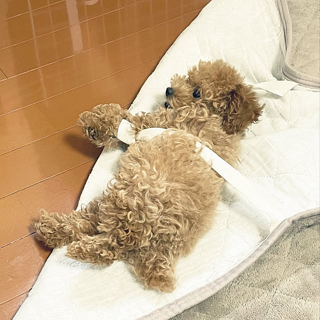 kawauso15さんの部屋