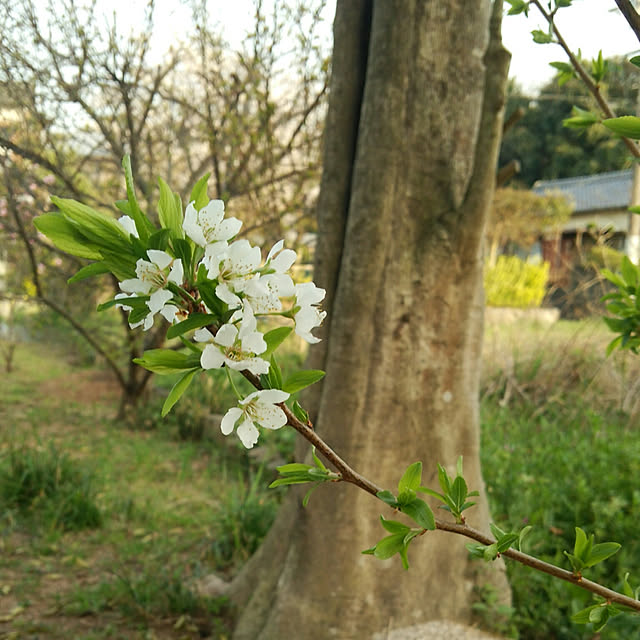 REI.DIYさんの実例写真