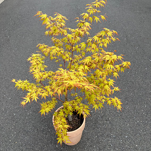 poi.cueさんの実例写真