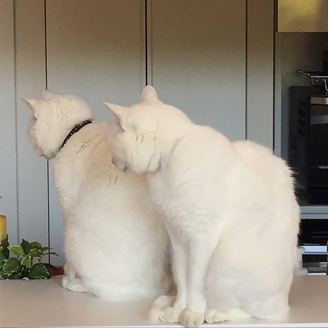 キッチン/ねこのいる日常/ねこのいる風景/ねこ部/猫...などのインテリア実例 - 2017-05-23 08:46:56