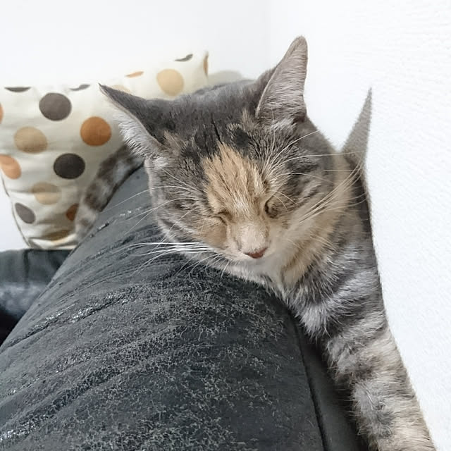shinobuさんの実例写真