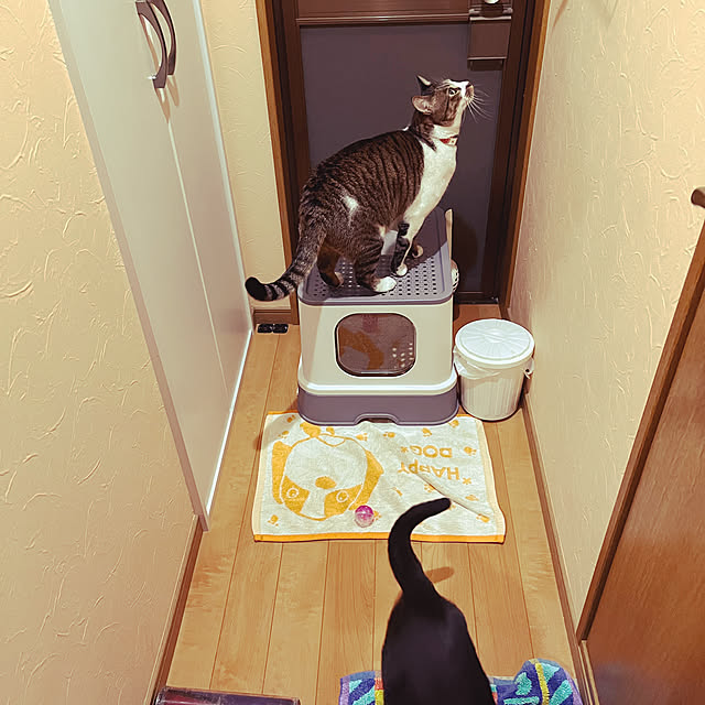 jijiの-【211】/ルービック引出式猫砂トイレの家具・インテリア写真