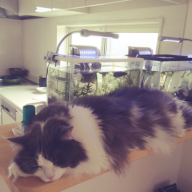 yucky_rioさんの実例写真