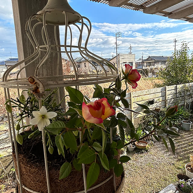 sukkorobiさんの実例写真