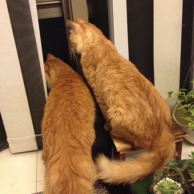 cat20さんの実例写真