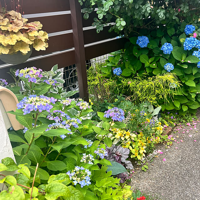 hinamamaさんの部屋