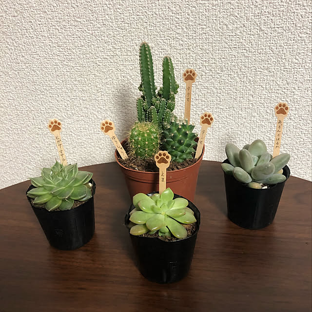 観葉植物/サボテン/雑貨/DIY/多肉植物...などのインテリア実例 - 2019-04-20 22:27:27