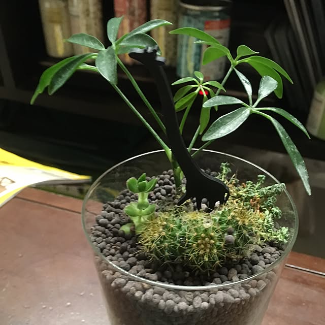 takemasaさんの実例写真