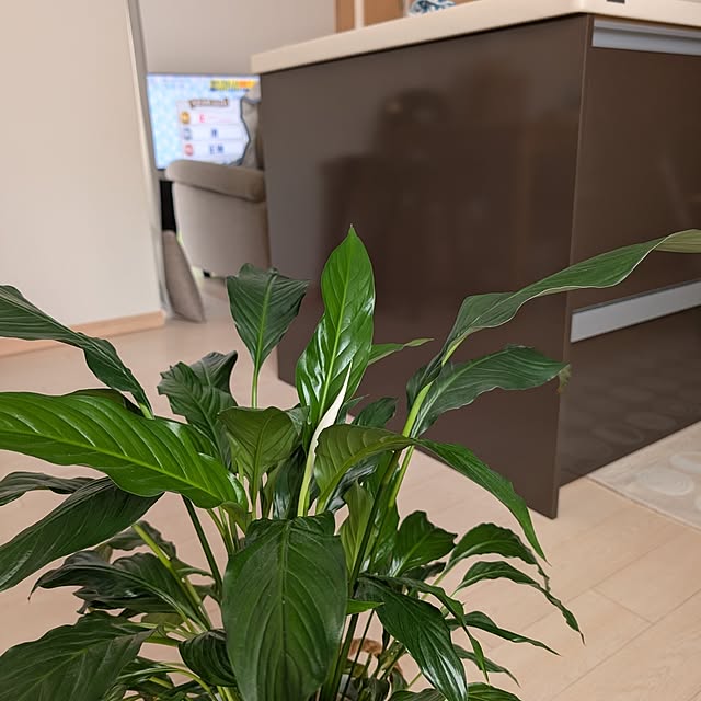 KOHAKUさんの部屋