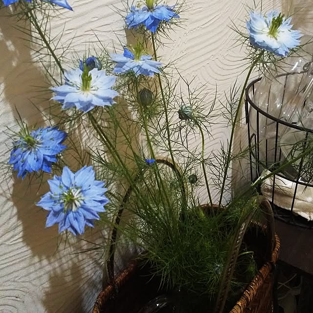 anjel.star.mrcharさんの部屋