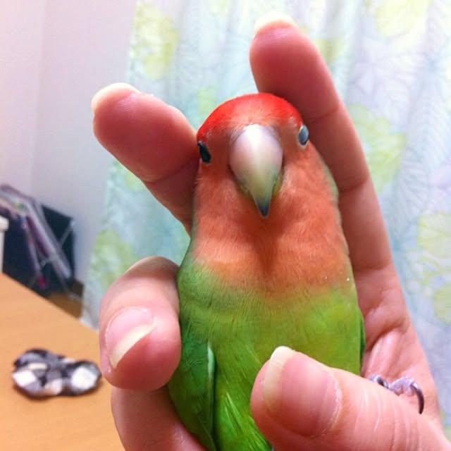 madokaさんの実例写真