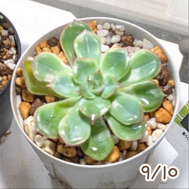 mi-saさんの部屋