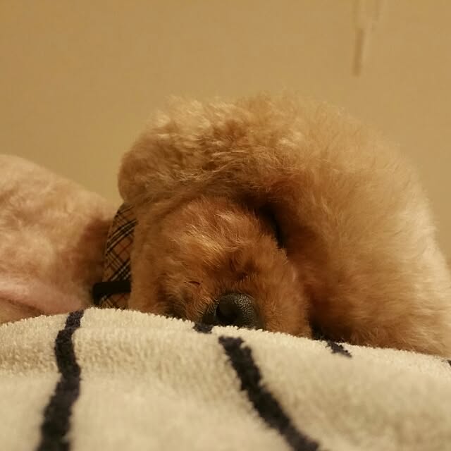 mickeyさんの実例写真