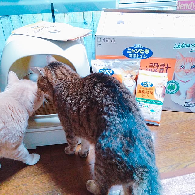 cocoroさんの部屋