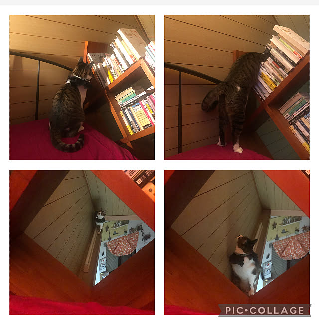 jijiさんの実例写真