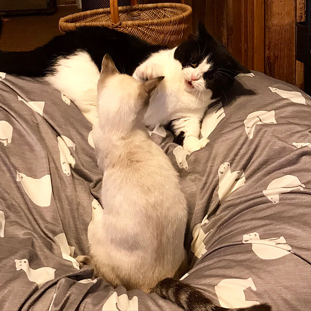 butachanさんの実例写真