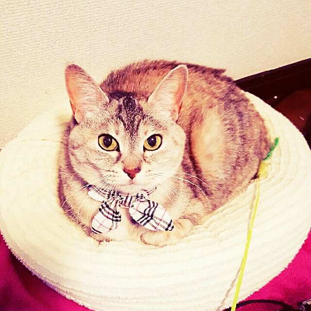 ginkoさんの実例写真