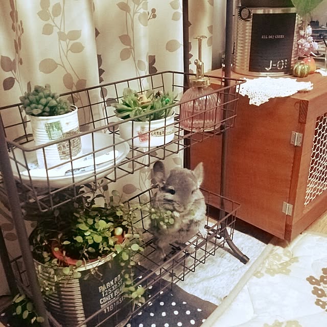 sakusakuさんの実例写真