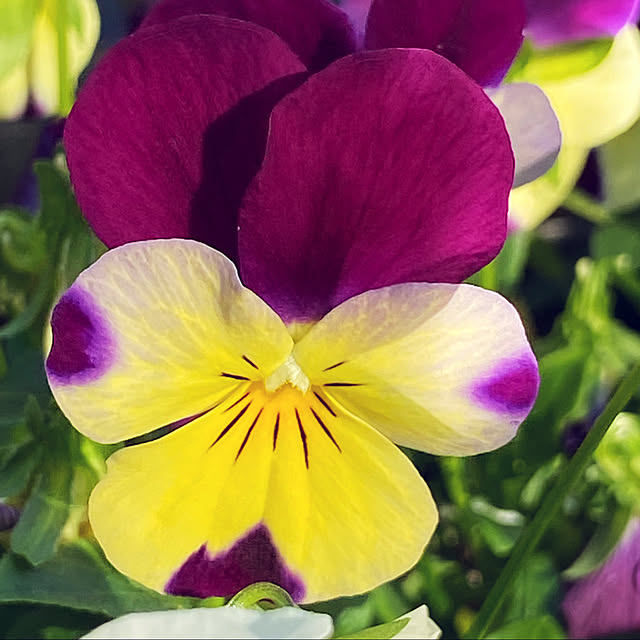 お花のある生活❁/お花のある暮らし/花のある暮らし♡/ビオラの季節/お庭のある暮らし...などのインテリア実例 - 2021-12-09 11:28:49