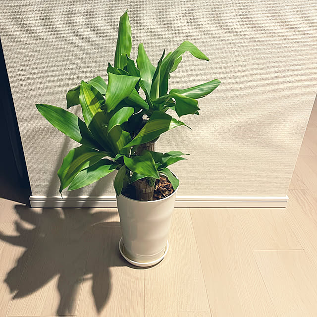 KENJIさんの実例写真