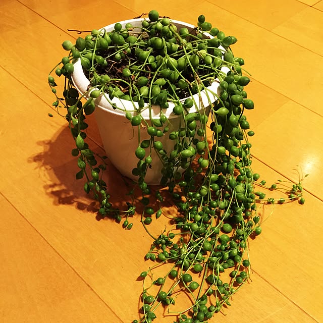 Shuheiさんの実例写真