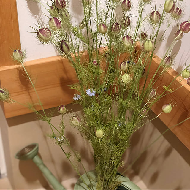 miyaさんの実例写真