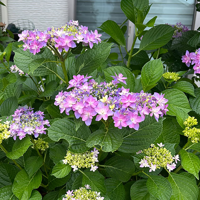 miukiさんの部屋