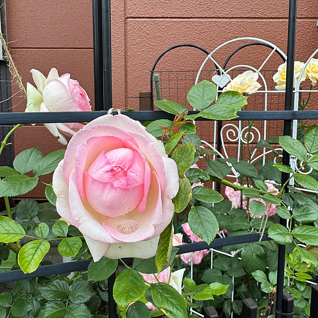RoseLife5818さんの実例写真