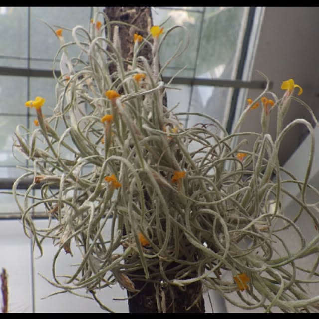 Plantexhibitionhallさんの実例写真