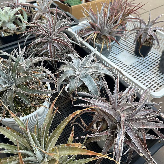 yaiyaiさんの部屋