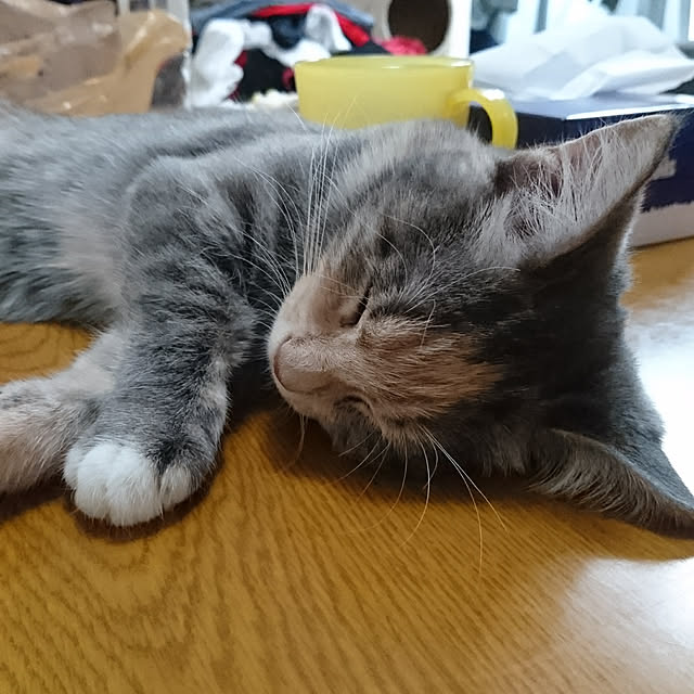 shinobuさんの実例写真